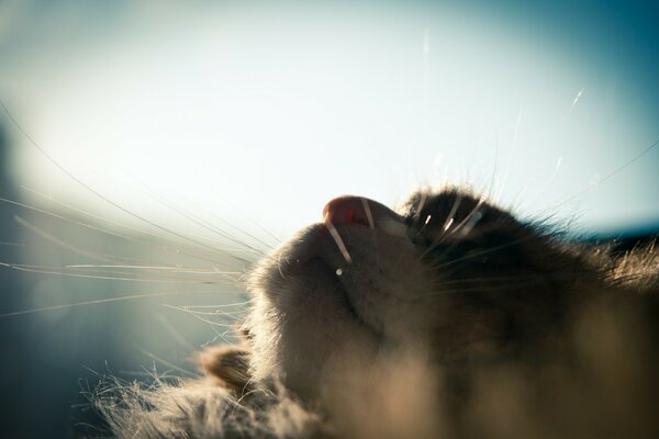 Cat posing outdoors