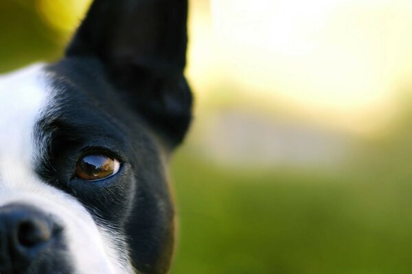 Cute dog face with blurry background