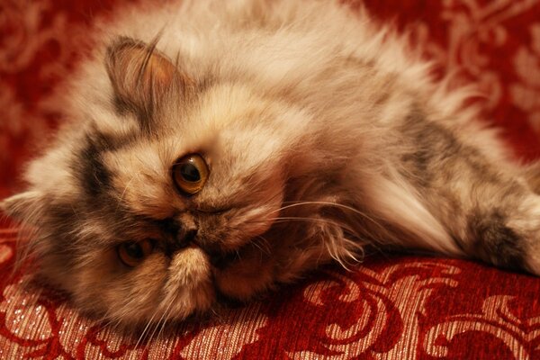 Flauschige Katze ruht sich auf dem Bett aus