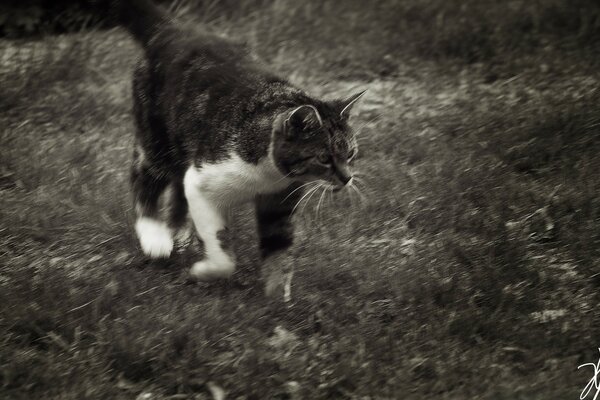 Schwarze und weiße Katze Bild