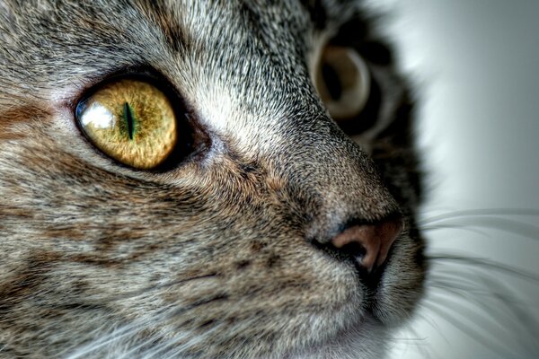 Cara de gato close-up