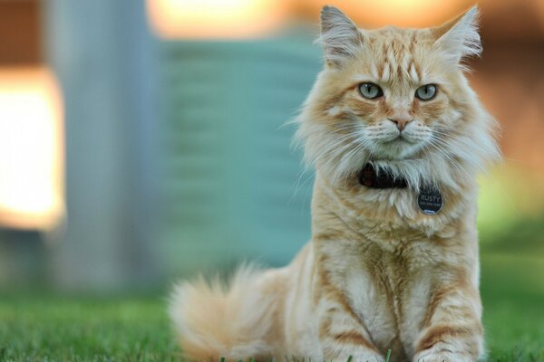 Eine Katze mit strengem Blick sitzt auf dem Rasen