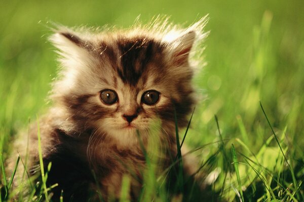 A scared kitten in the grass