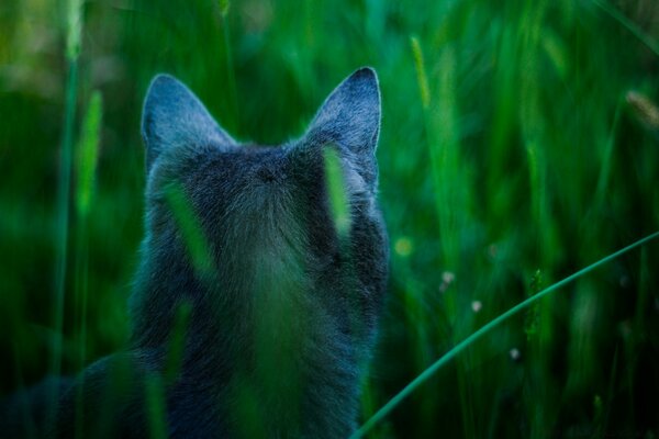 A dog in an open field