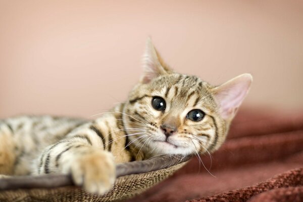 The business kitty looks attentively