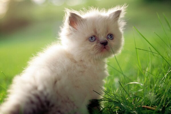 Gatinho branco sentado na grama e olhando para você com um olhar cheio de frustração