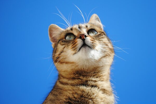 An observant cat on a blue background