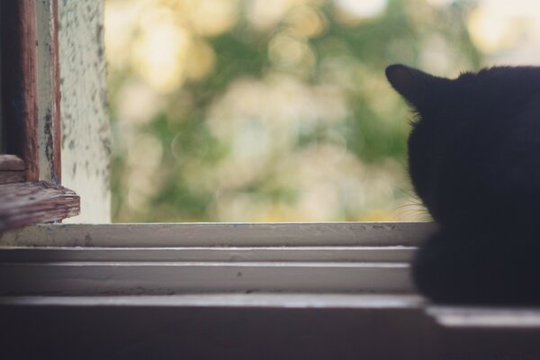 Eine schwarze Katze liegt am Fenster