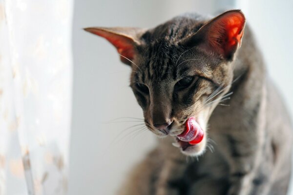 Eine Katze mit großen Ohren leckt ihre Zunge