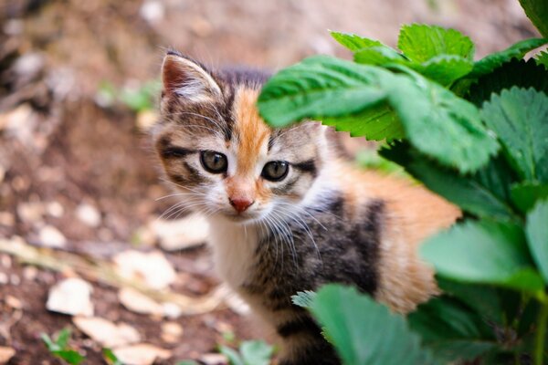 Chaton aux cheveux courts gris-roux dans la nature