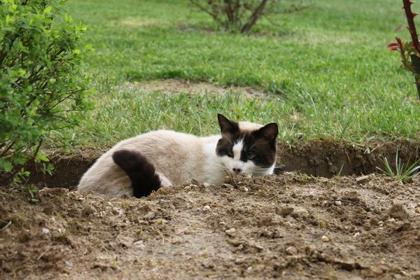 A border guard cat is sitting in a trench