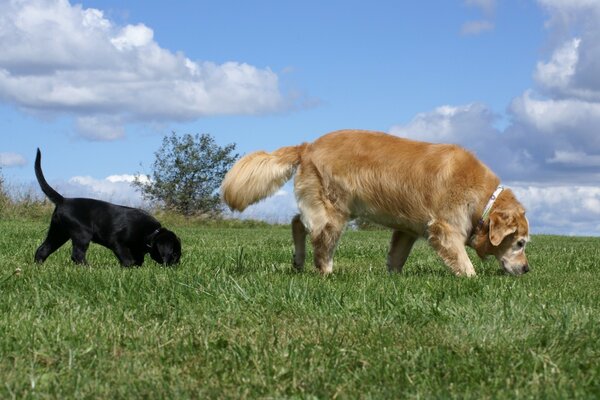 Beaux chiens sur le foin