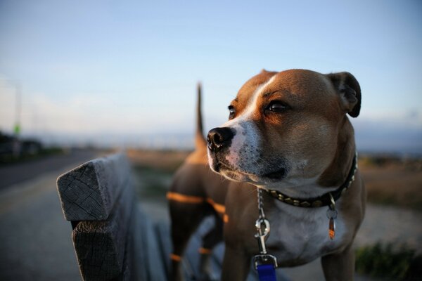 A dog on the street looks into the distance