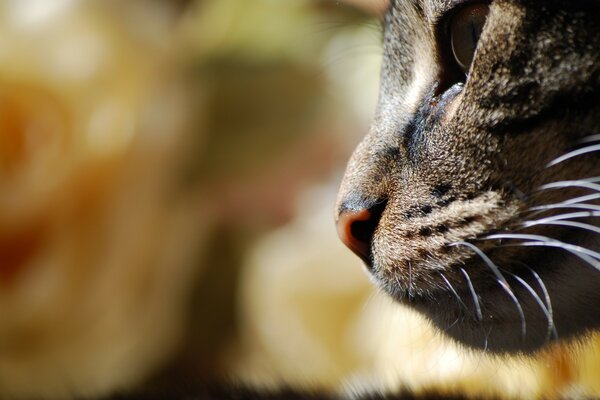 Lindo gato en el otoño