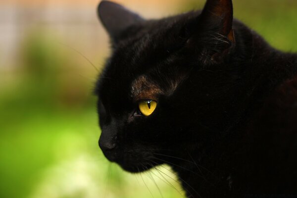 Eine geheimnisvolle Katze ist schwarz wie ein Harz