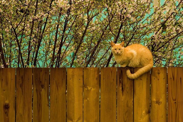 Hermoso gato en una hermosa cerca