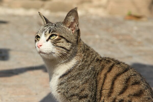 Gestreifte Katze schaut in die Sonne