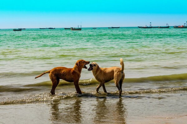 Heiratsspiele am Meer