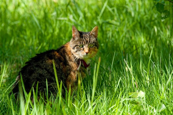 Katze sitzt im grünen Gras