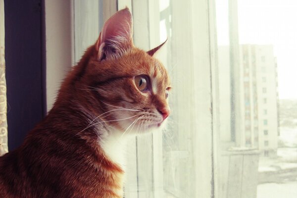 Un gato que Mira a su brillante futuro