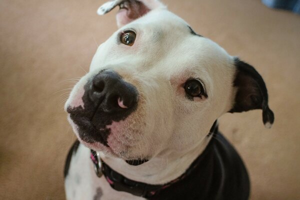 Dog near black and white color