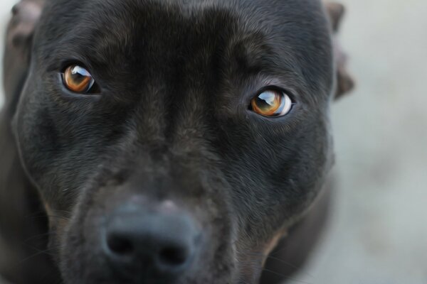 Mignon chien de soufre avec des yeux bruns