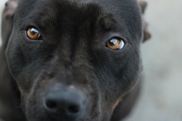 可爱的灰色狗棕色的眼睛