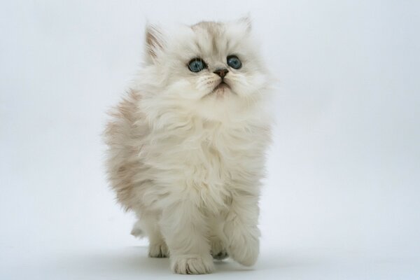 A white fluffy kitten noticed the ghost of a fly