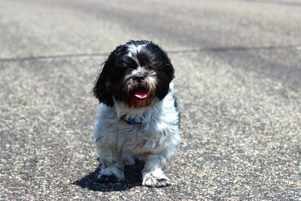 The dog is standing on a gray asphalt