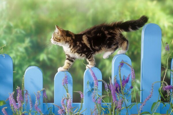 A kitten walks on a blue fence