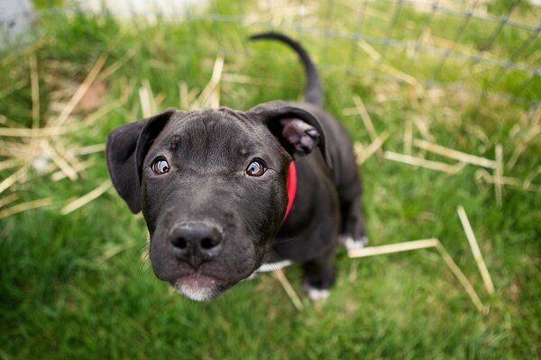 Chiot noir, drôle et curieux