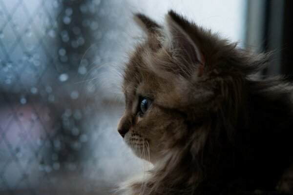 可爱的小猫看着雨