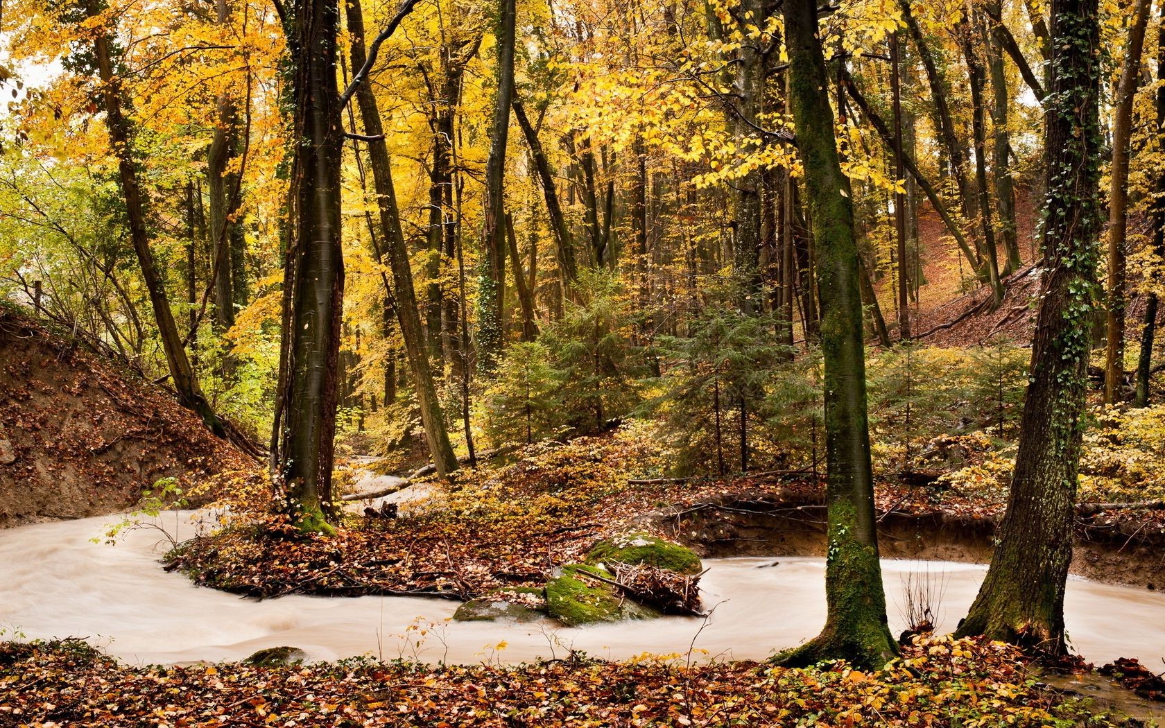 flüsse teiche und bäche teiche und bäche holz herbst holz blatt landschaft natur saison landschaftlich landschaft park im freien umwelt kofferraum gutes wetter szene