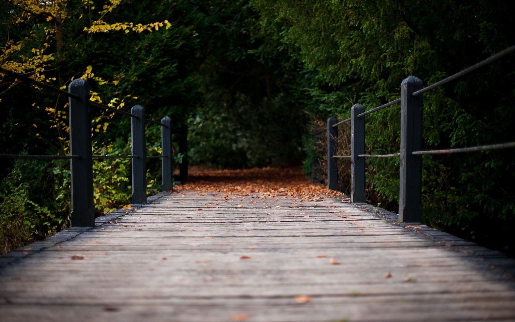 autumn wood guidance road tree footpath nature outdoors fence leaf walk park travel pavement grass garden light street landscape trail