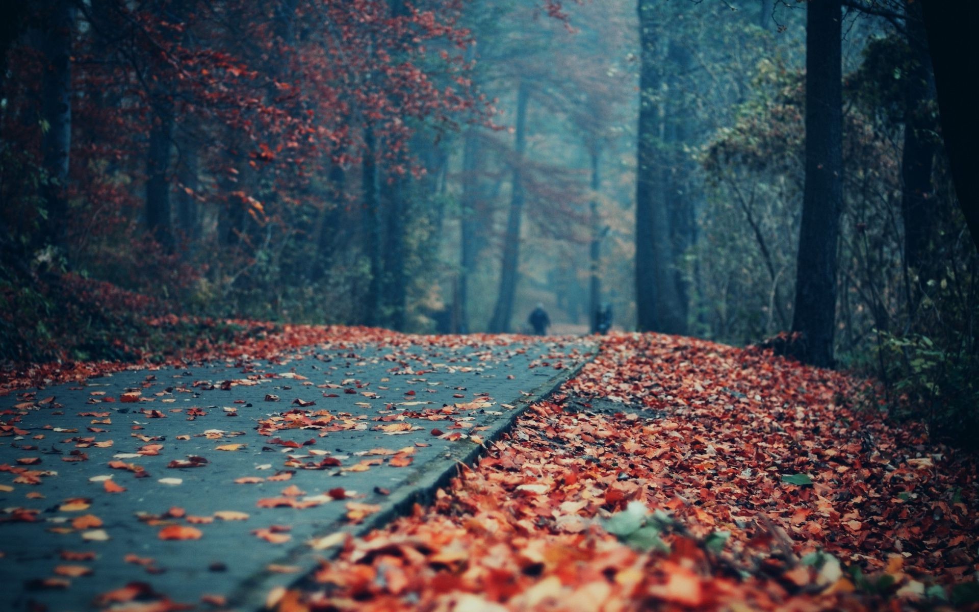 automne automne arbre feuille bois extérieur nature paysage eau voyage saison lumière parc