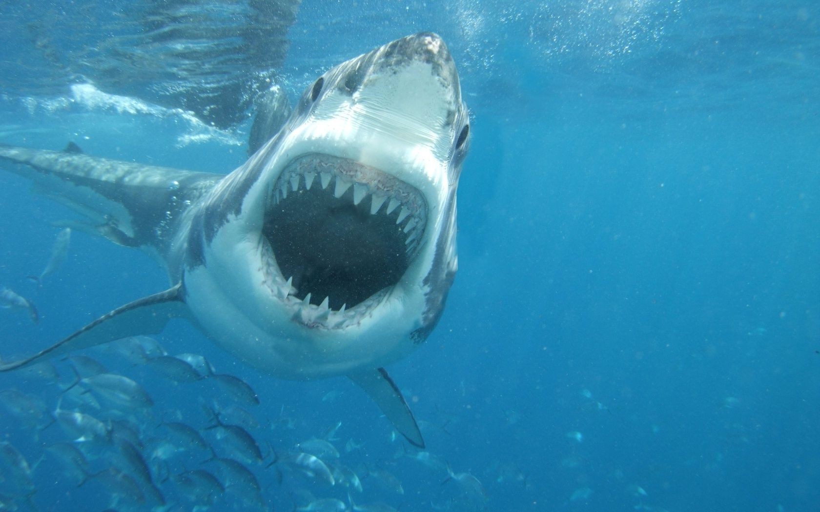 animales bajo el agua tiburón agua peces natación océano mar solo deportes acuáticos