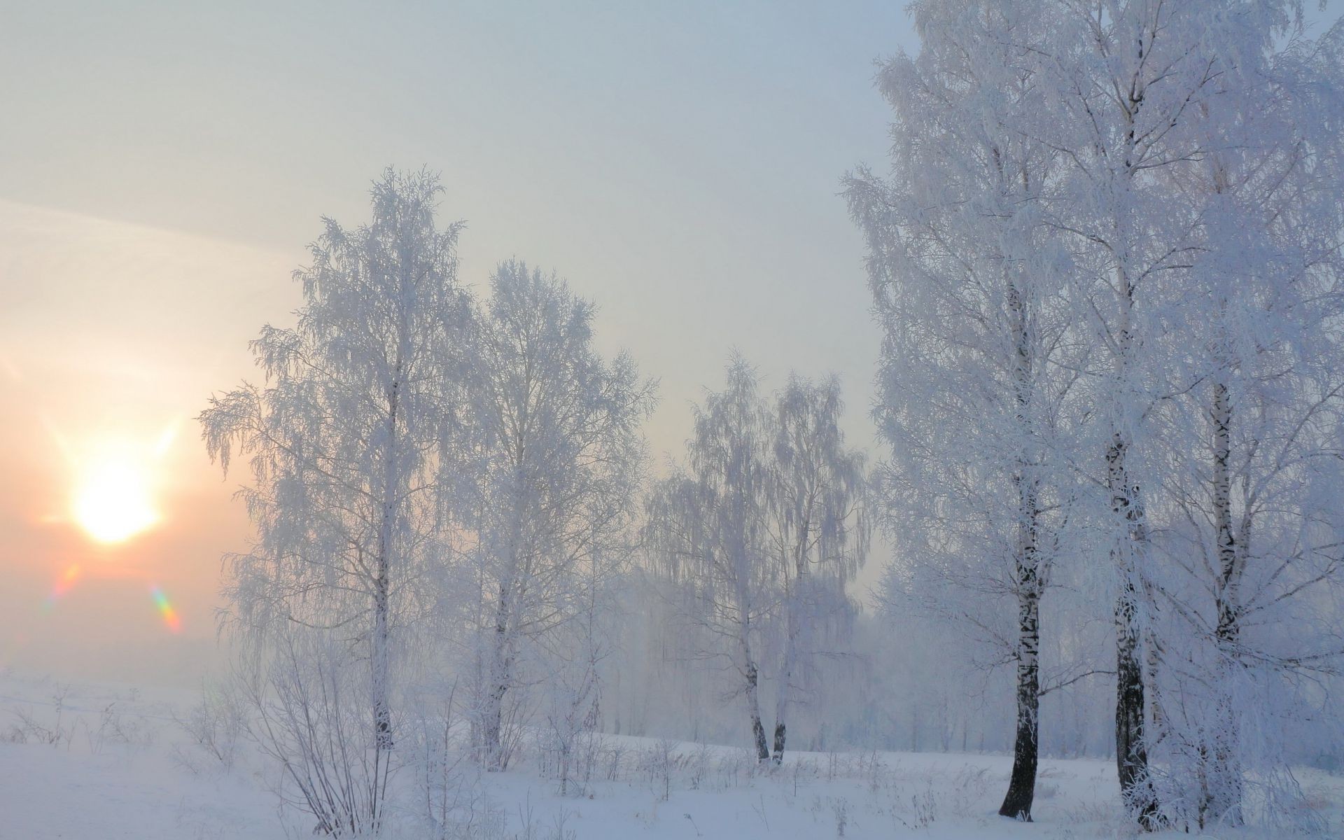 winter snow frost cold weather ice fog tree frozen wood frosty landscape snowstorm nature dawn fair weather mist season outdoors