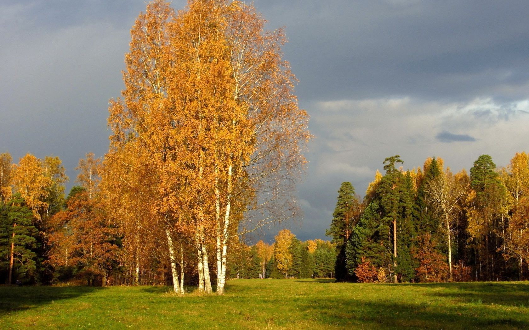 trees fall tree leaf landscape nature wood countryside rural outdoors dawn grass fair weather fog sun park mist