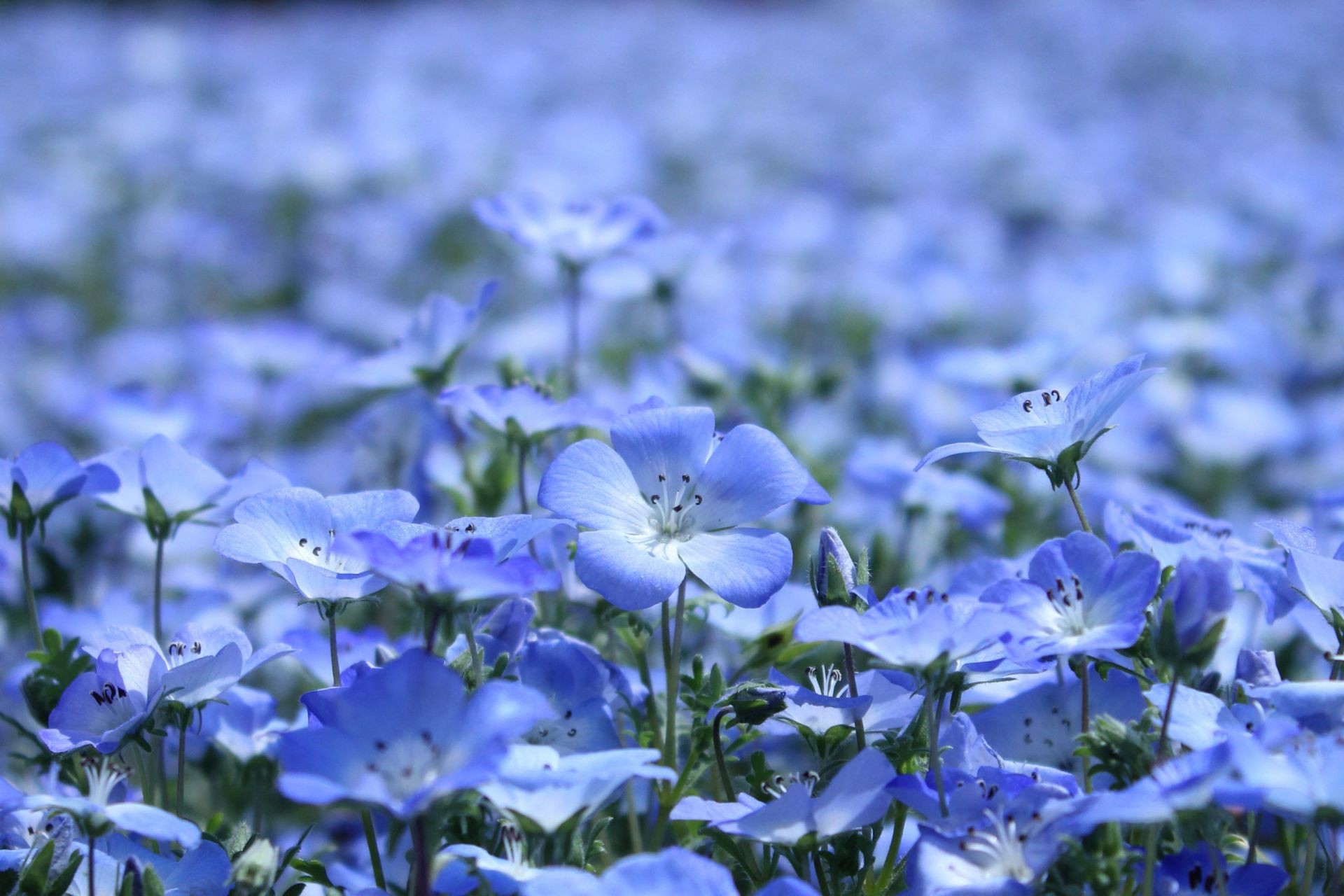 campo di fiori fiore flora natura estate petalo giardino floreale foglia fioritura fieno primo piano luminoso stagione campo colore all aperto bella crescita erba