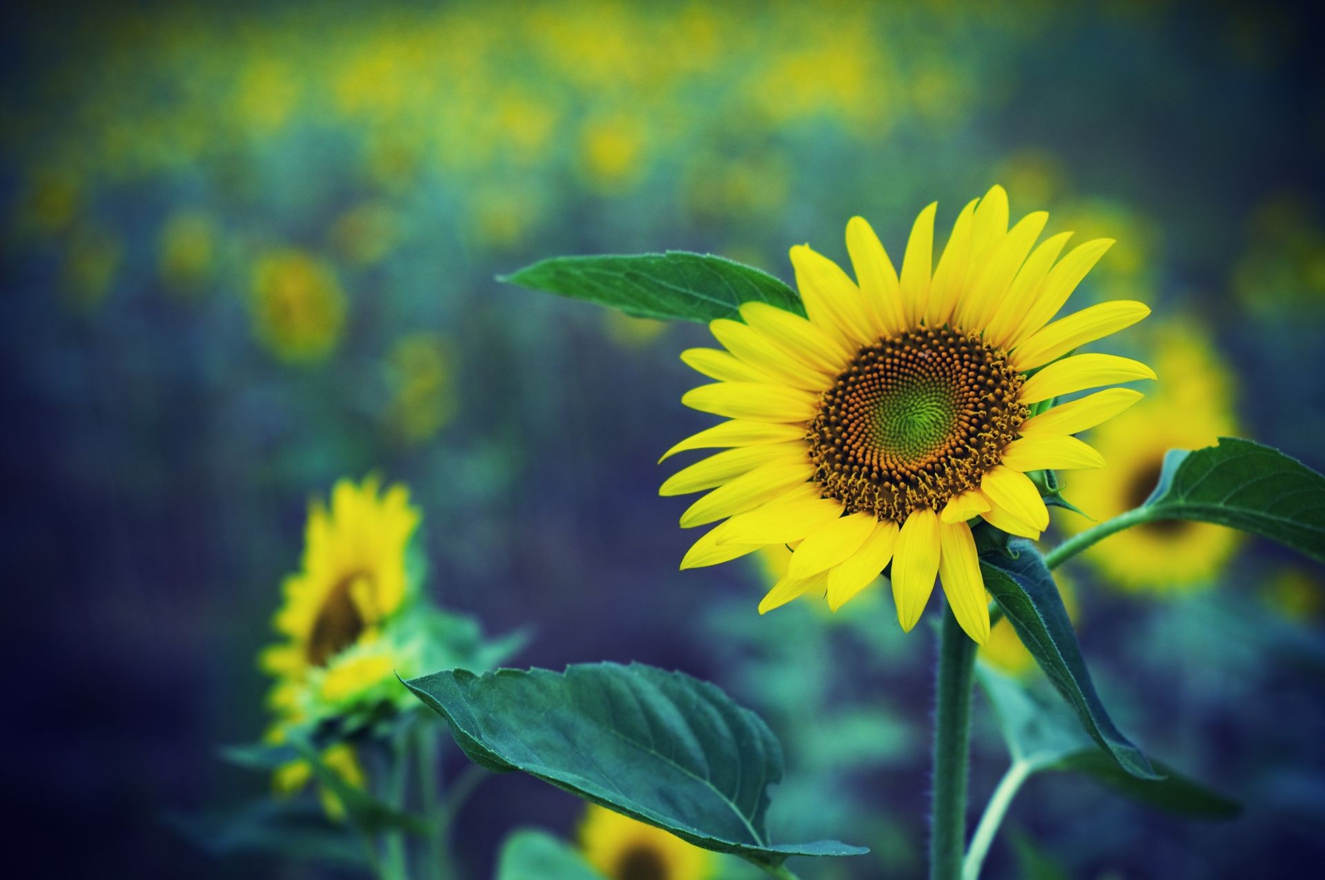 sunflowers nature summer leaf flora flower sunflower growth bright fair weather sun outdoors field color rural