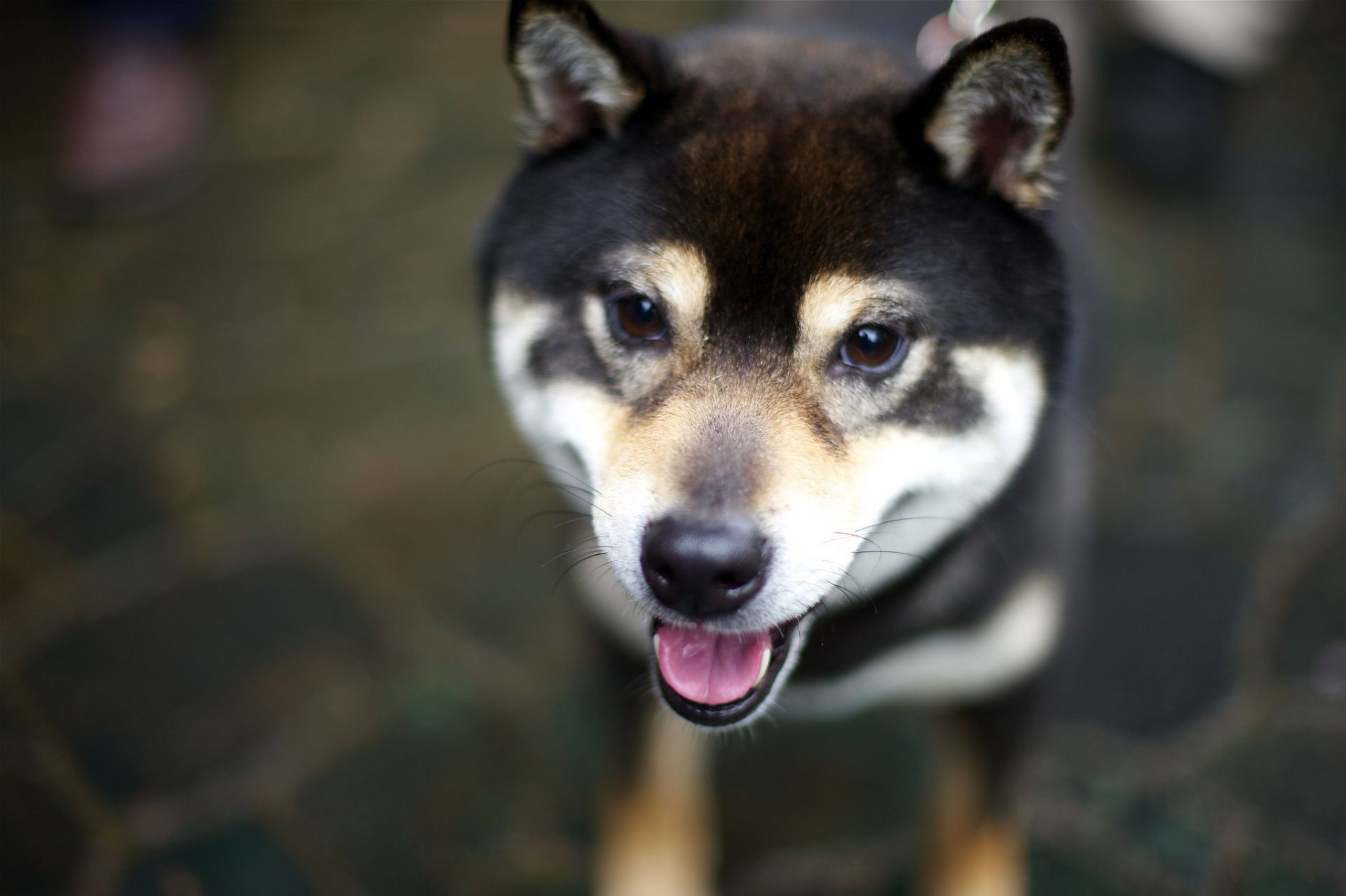 perro mamífero perro perro lindo animal retrato ver solo mascota vida silvestre al aire libre piel ojo