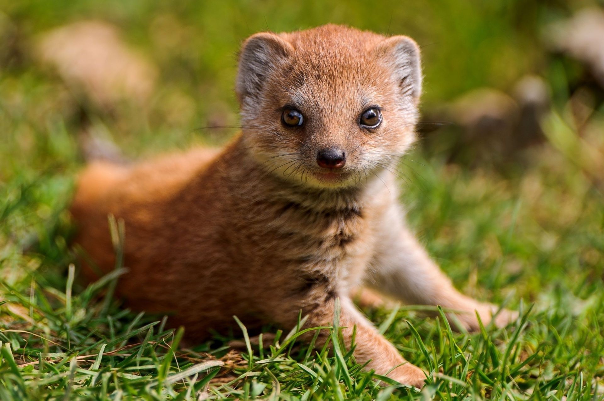 animais mamífero fofa animal natureza pequeno criança vida selvagem grama pele jovem retrato