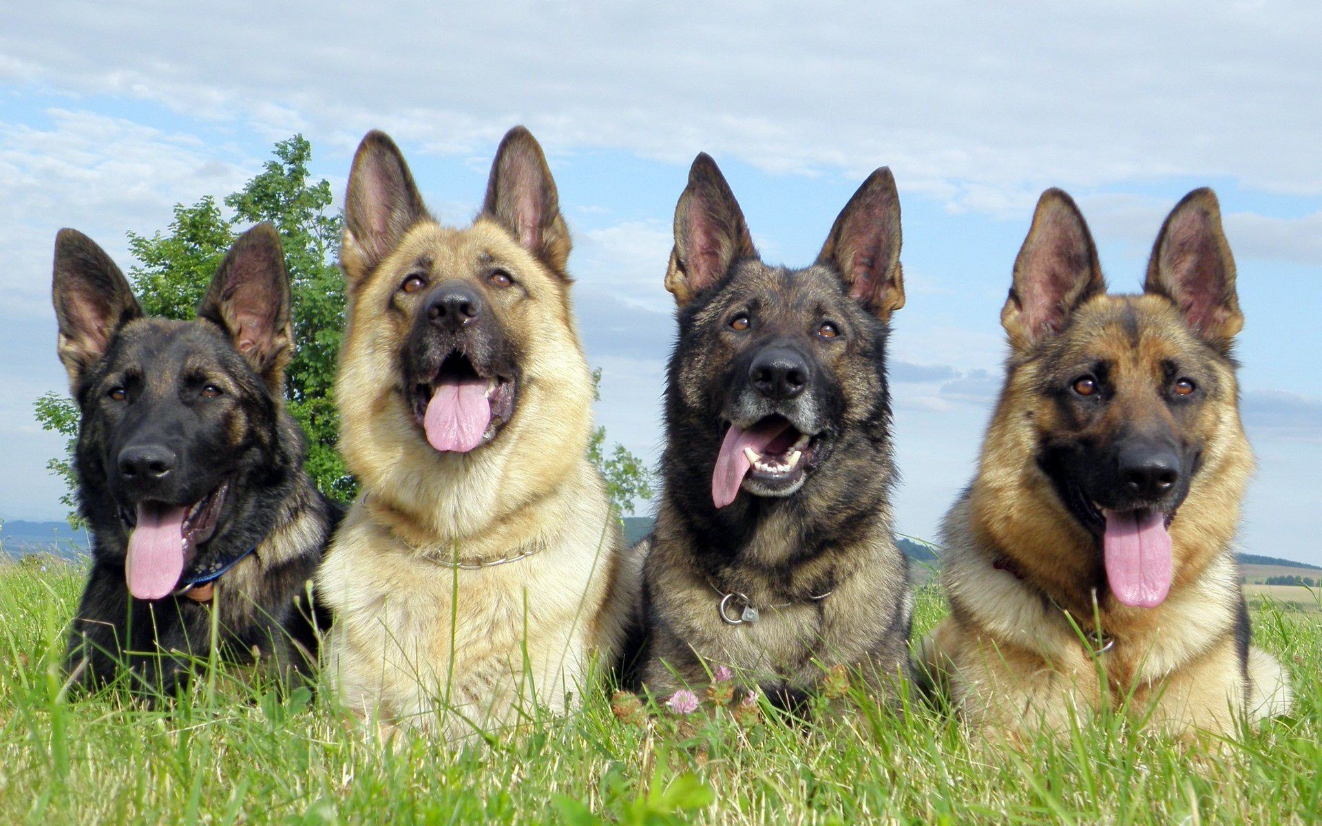 perros perro perro mascota pedigrí lindo raza animal cachorro mamífero pura sangre pastor alemán retrato pastor pastor doméstico hierba obediencia lealtad amistad amistoso