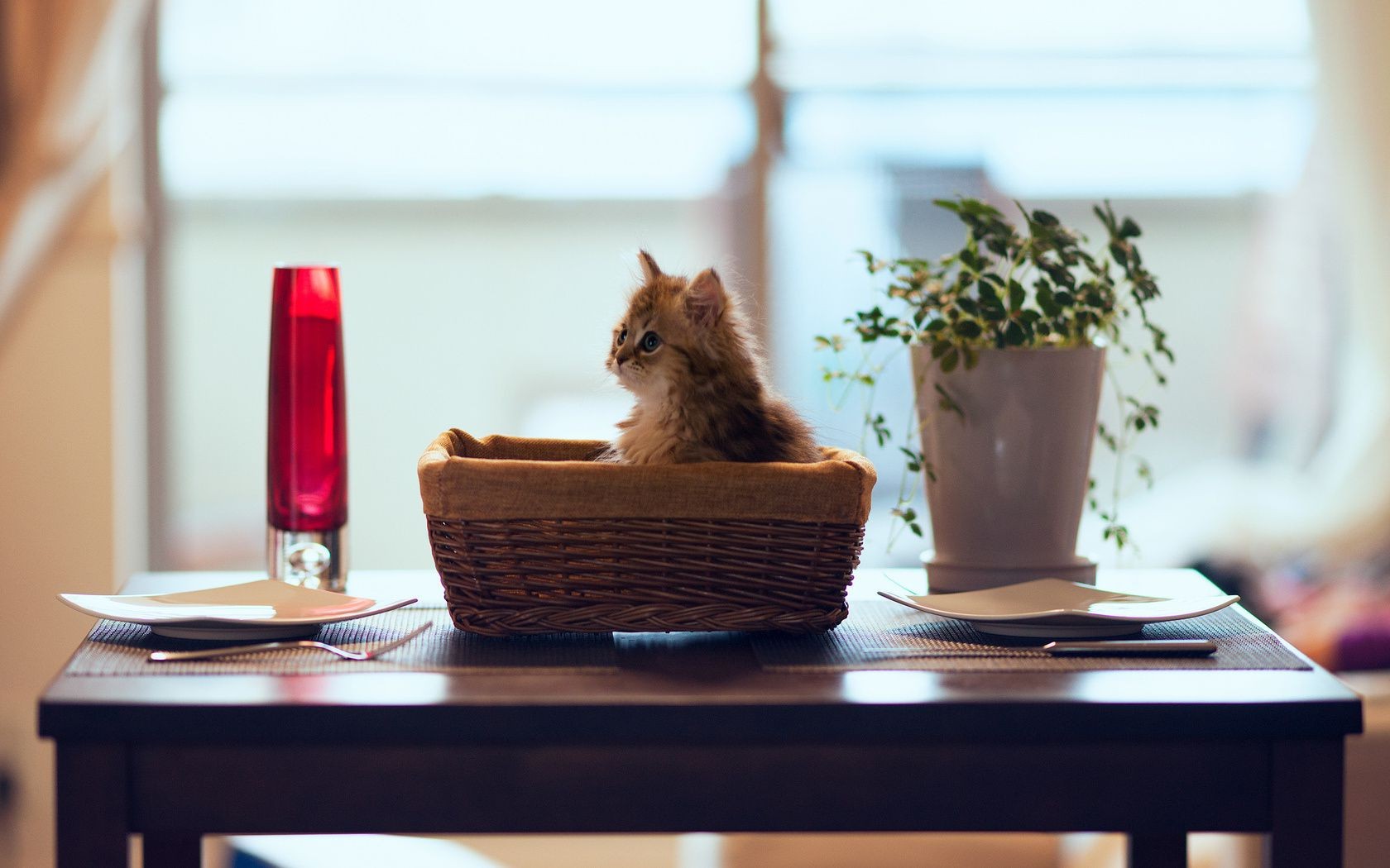 cats indoors furniture table coffee still life chair relaxation cup drink wine food room tea blur glass one