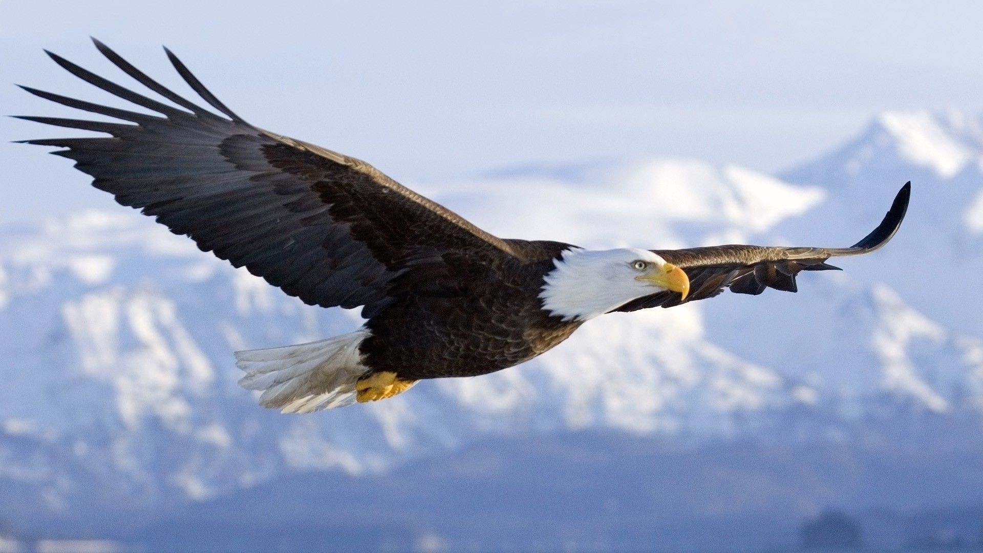 animaux oiseau raptor faune aigle pygargue à tête blanche chauve nature vol animal à l extérieur proie sauvage plume