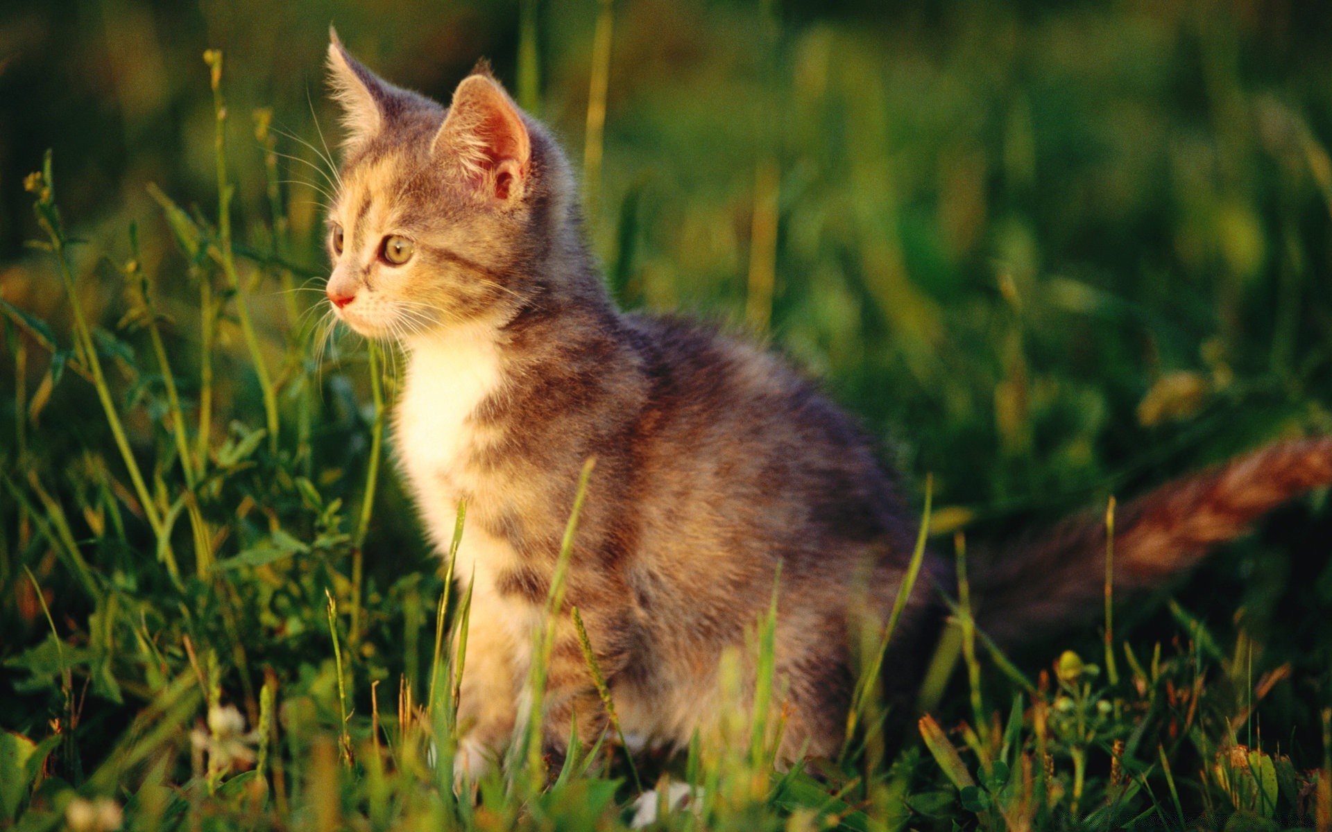 katze katze niedlich gras tier säugetier natur haustier fell kätzchen jung auge wenig porträt inländische