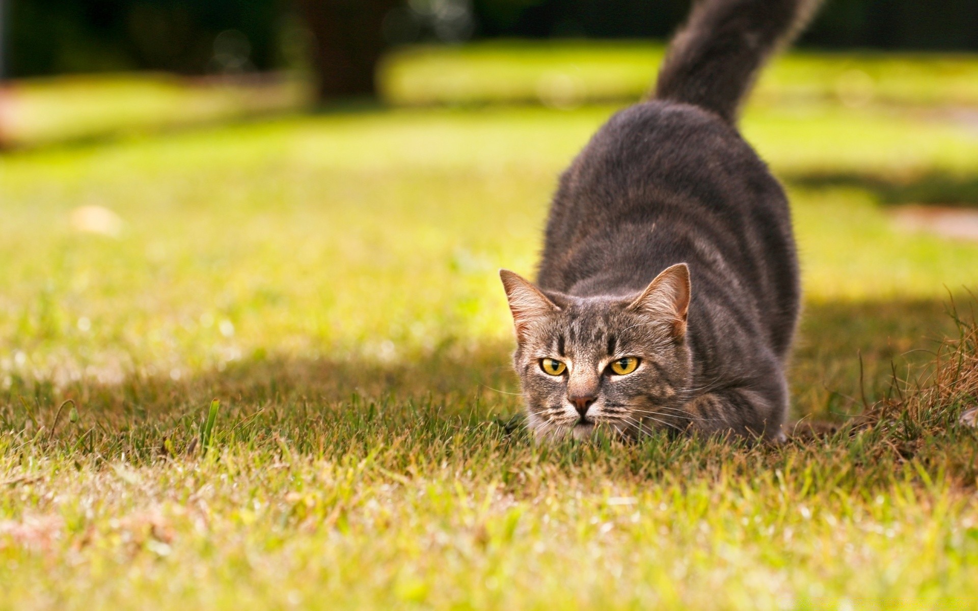 猫 草 自然 田野 可爱 猫 动物 哺乳动物 户外 宠物 肖像 干草 年轻 毛皮