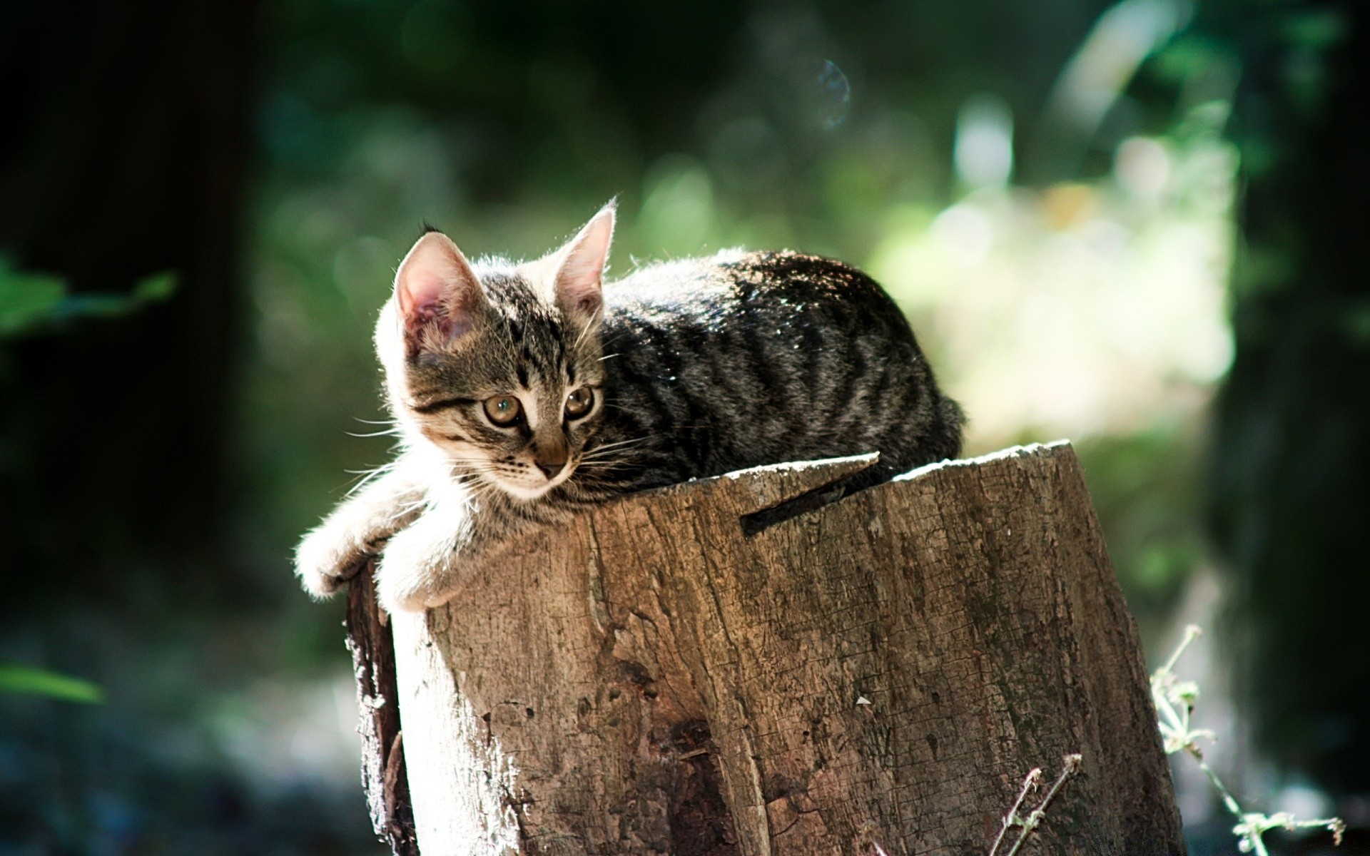 chat chat animal mignon nature mammifère portrait fourrure animal chaton oeil à l extérieur peu aperçu jeune bois s asseoir cheveux la faune