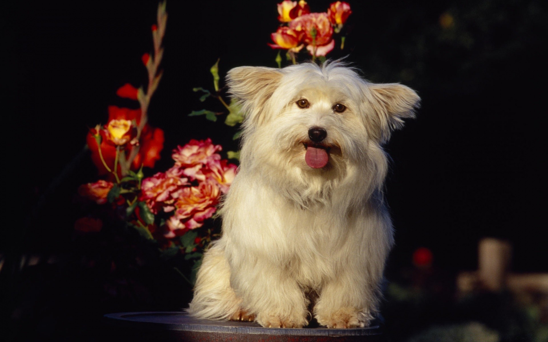 perros perro mamífero perro mascota retrato uno