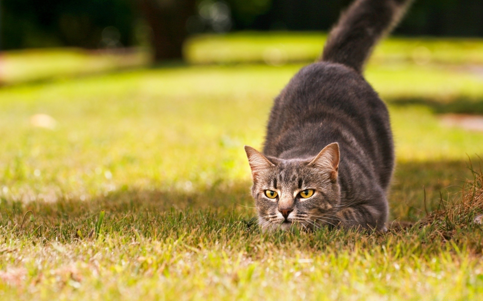 katzen gras natur niedlich katze feld säugetier haustier tier im freien junge heuhaufen fell wenig ansicht porträt inländische